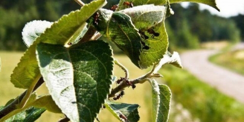 Kako se riješiti mrava na stablu jabuke